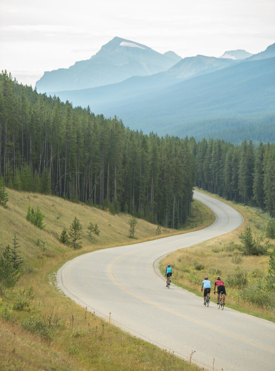 Three cyclists ride on the Bow Valley Parkway in the summer.